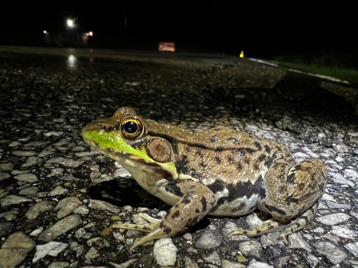 Green Frog